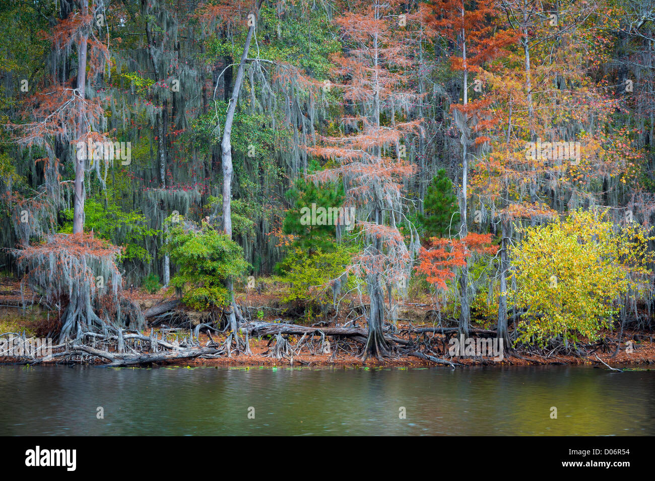 Trees in fall color at Caddo Lake State Park, Texas Stock Photo