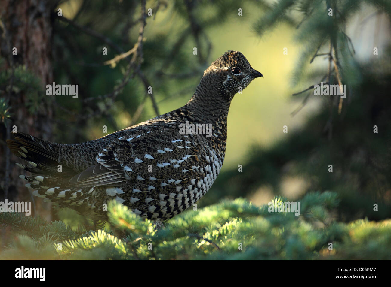 Fool Hen High Resolution Stock Photography and Images - Alamy