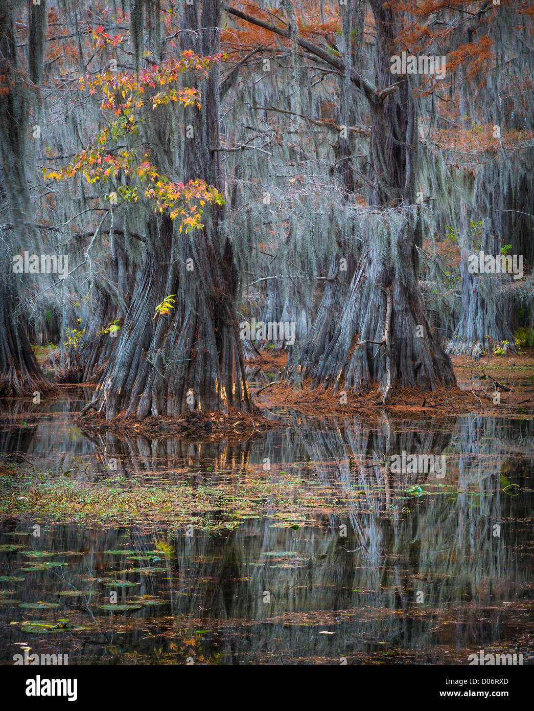 Cypress trees in fall color at Caddo Lake State Park, Texas Stock Photo