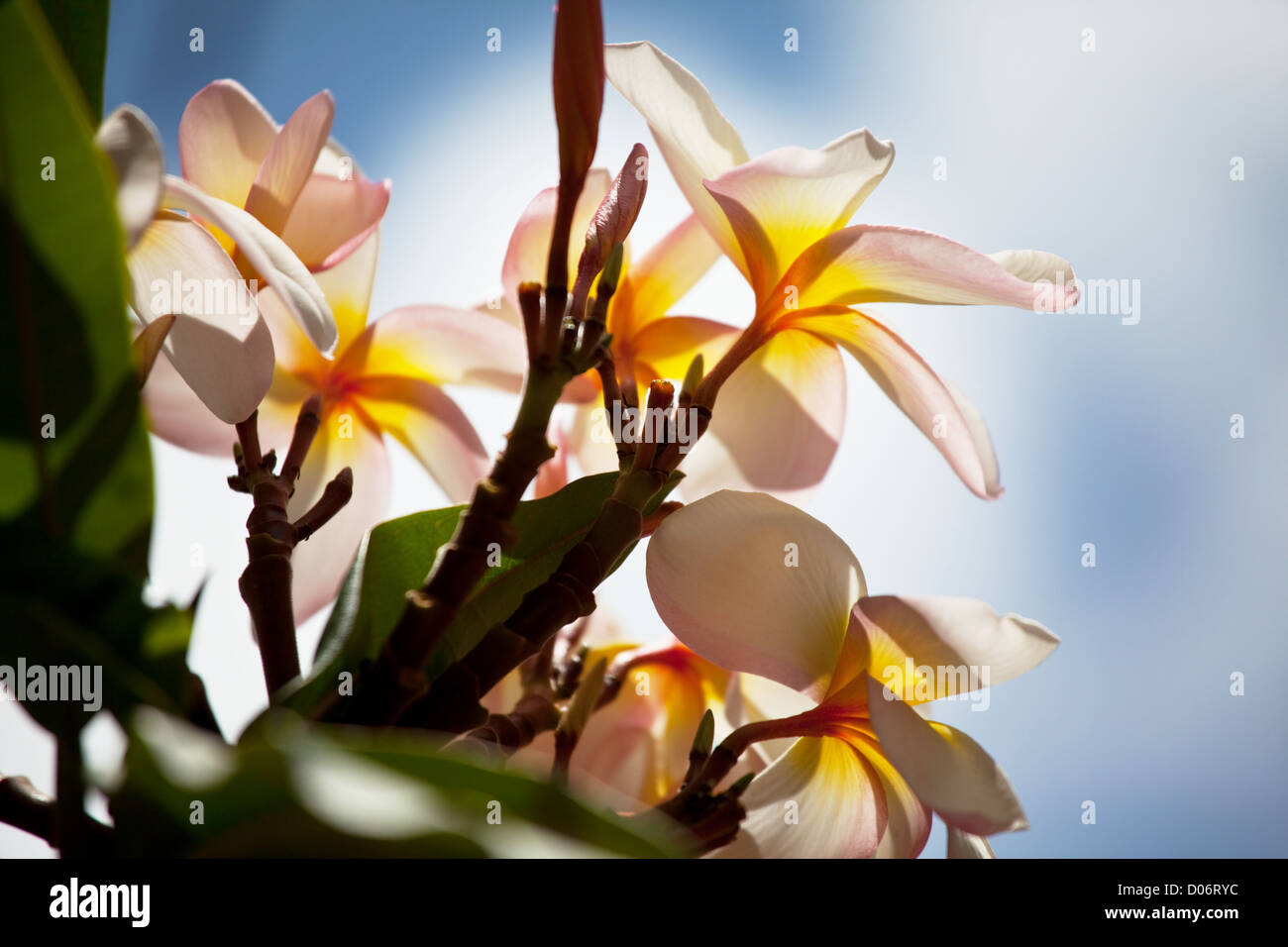 Hawaiian flowers hi-res stock photography and images - Alamy