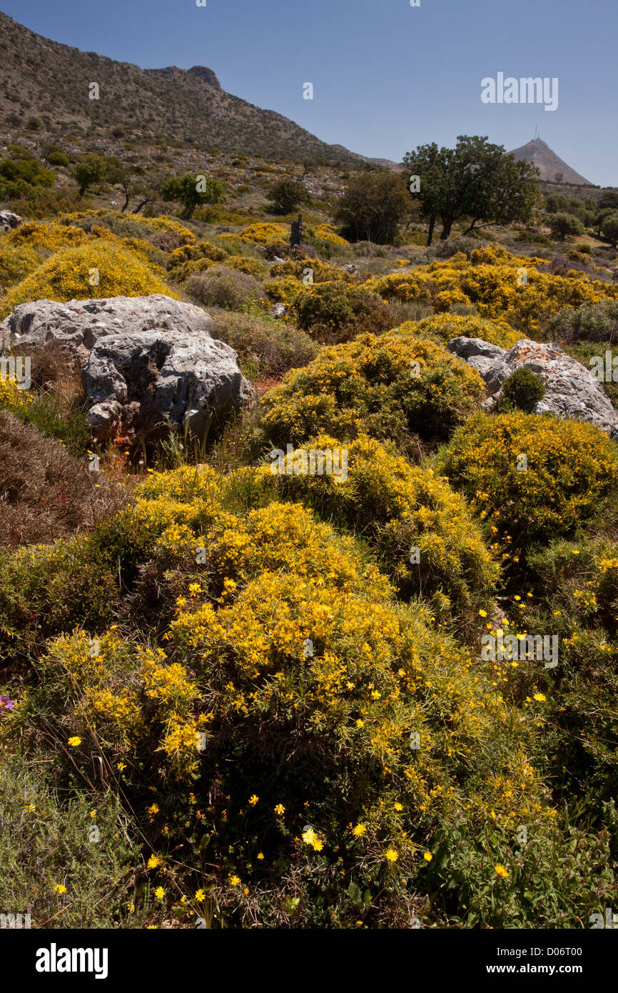 Flowery garrigue or phrygana in Crete, in spring Stock Photo