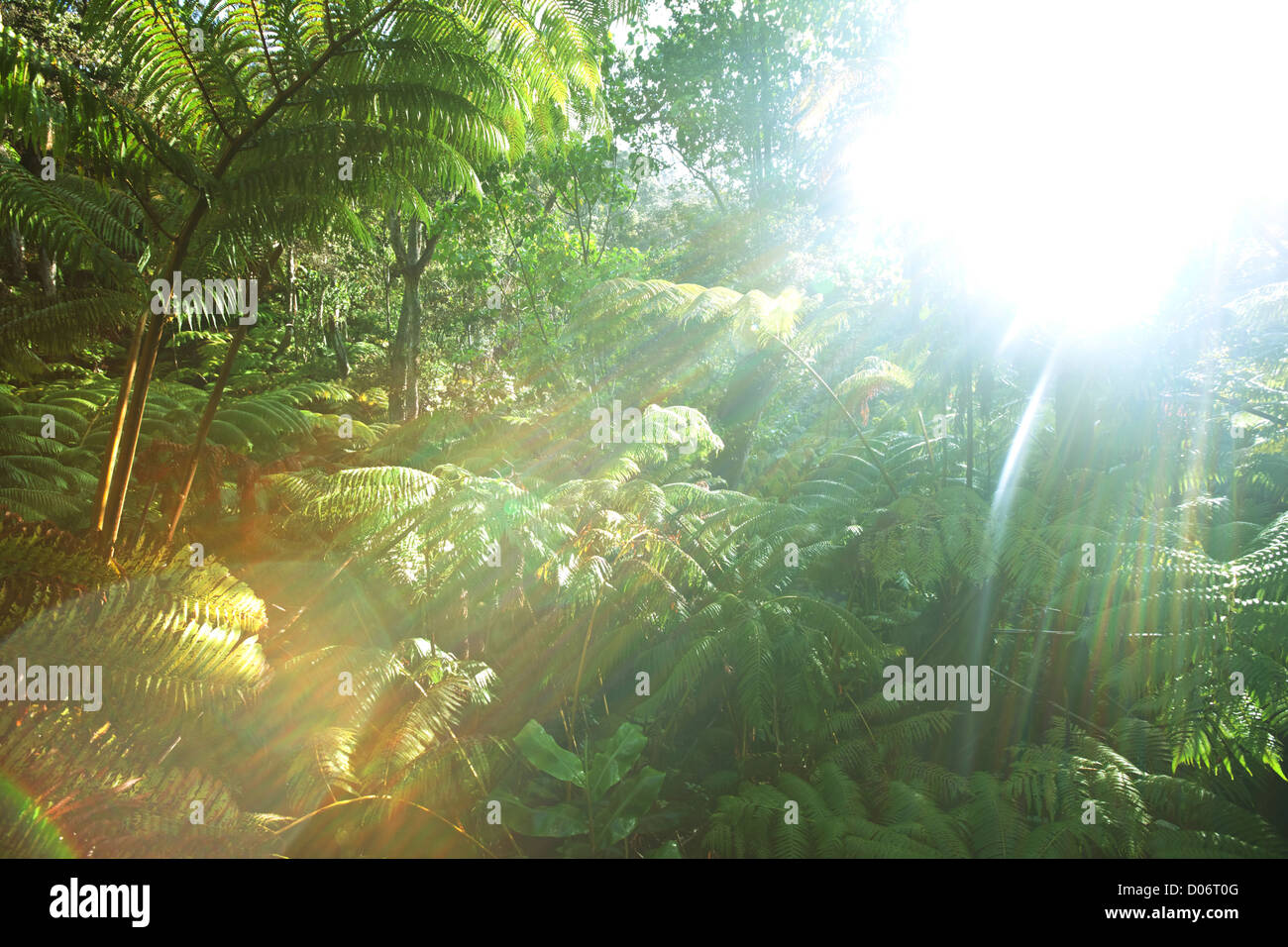 rain forest in Hawaii Stock Photo - Alamy