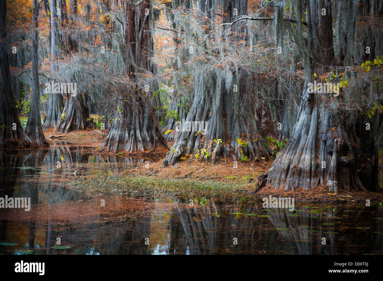 Cypress trees in Caddo Lake State Park, Texas Stock Photo