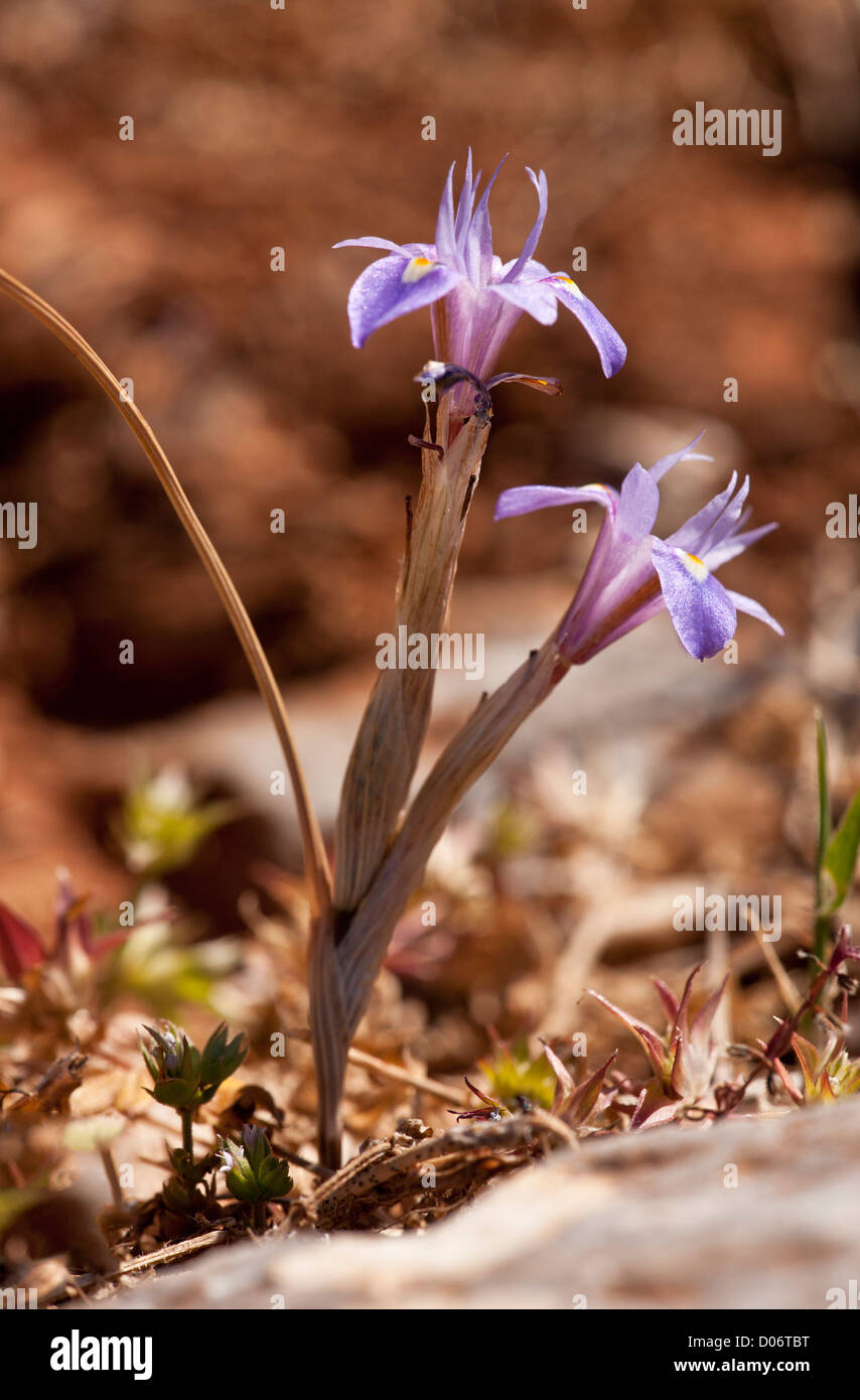 A Little iris Moraea mediterranea = Gynandiris monophylla on Crete, Greece. Stock Photo
