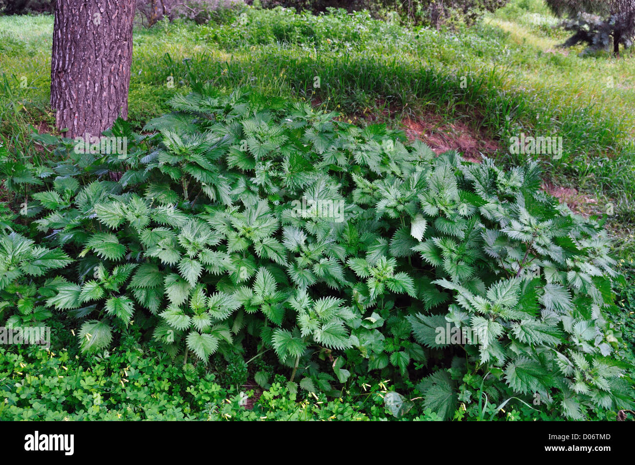 Stinging nettle herbal plants growing under a tree in the woods. Stock Photo