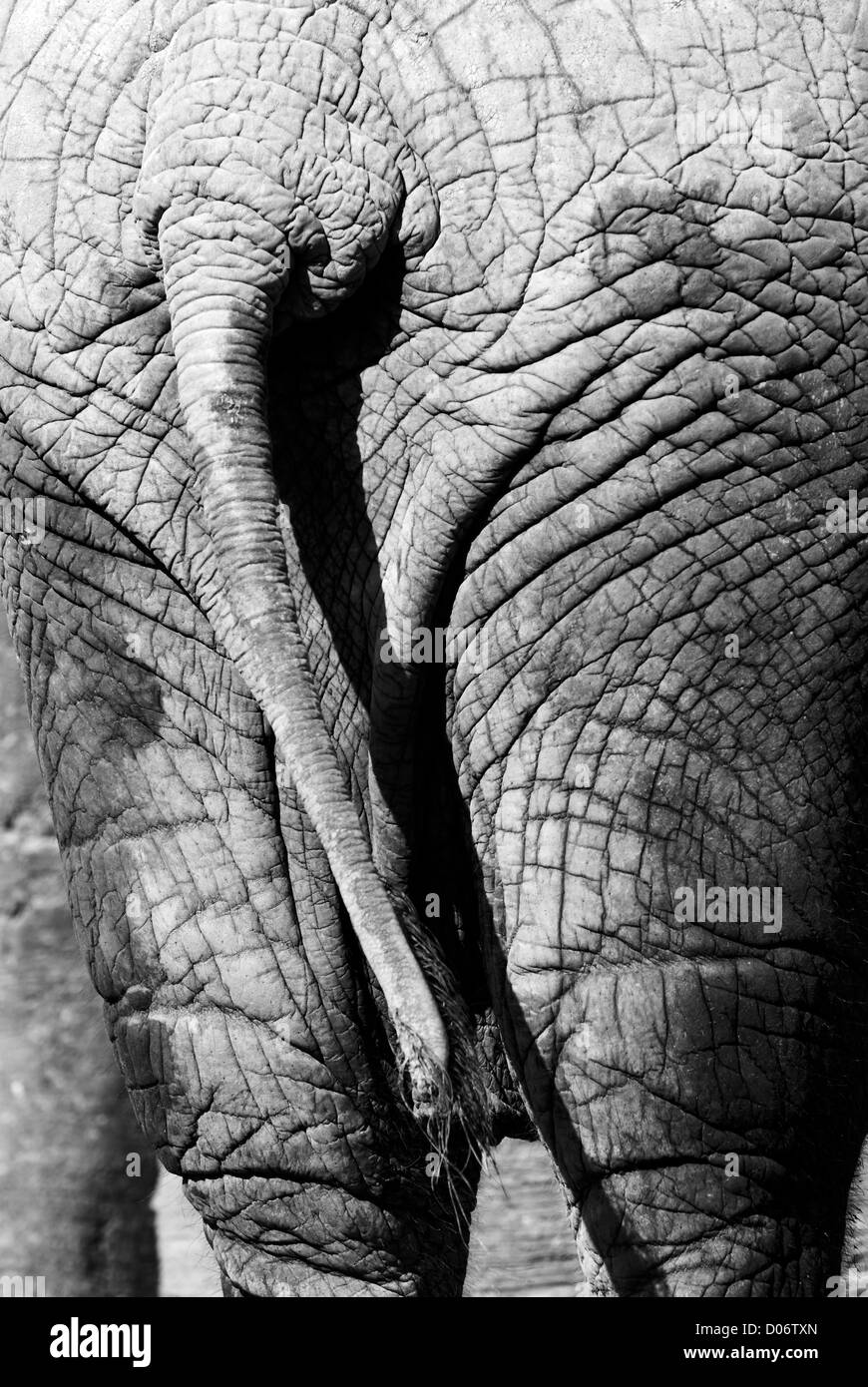 Elephant back detail skin black and white grey Stock Photo
