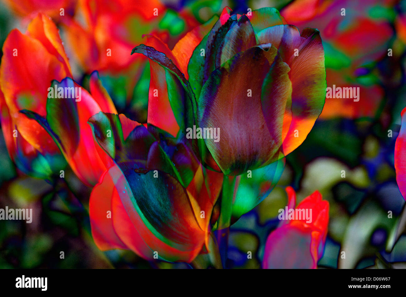 Red Tulips in a Digital Art Composite Image Stock Photo
