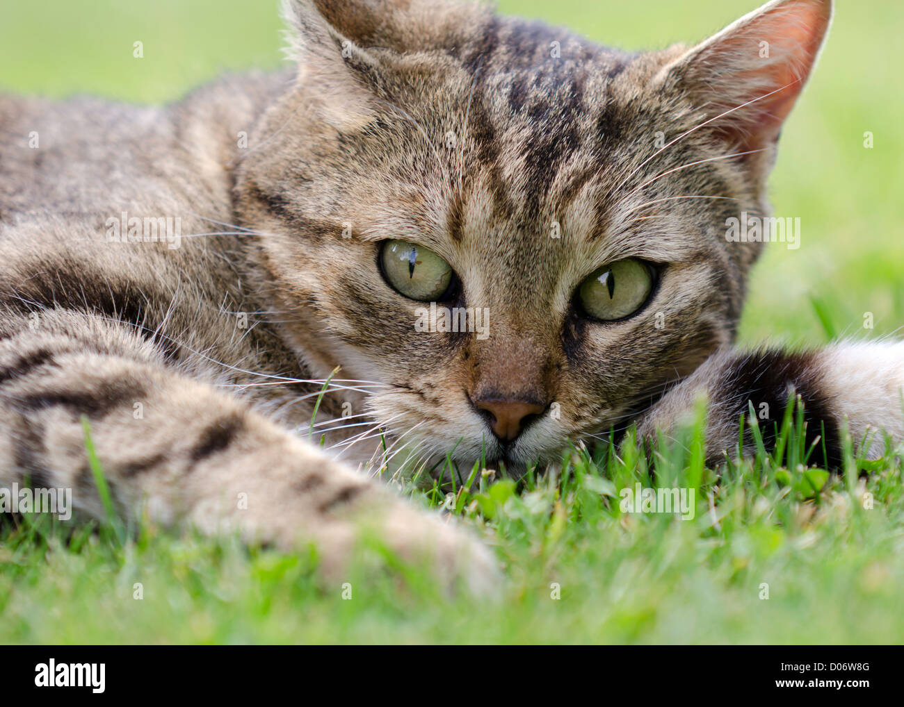 a tabby cat portrait Stock Photo Alamy