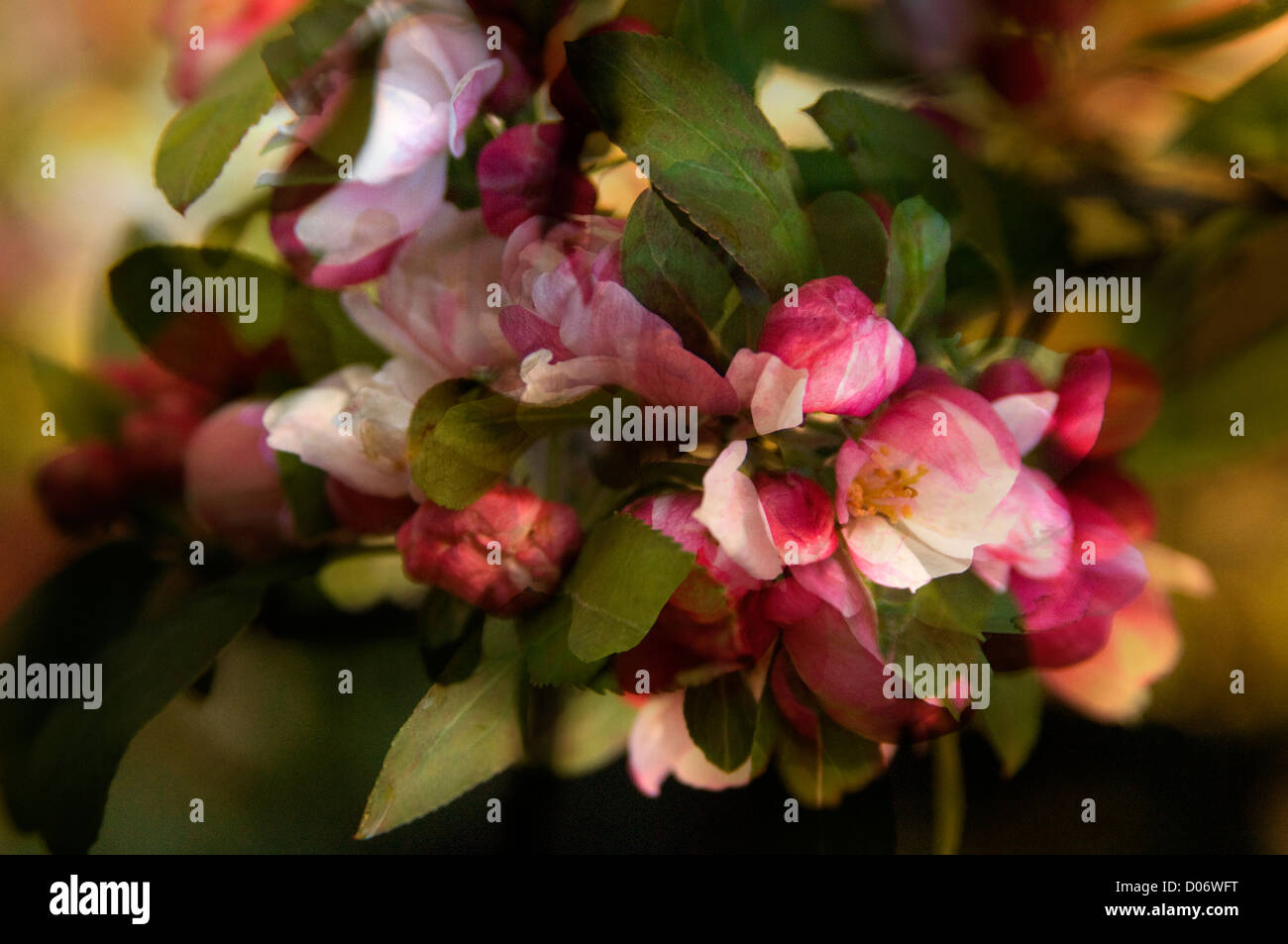 Cherry Blossom Flowers in a Digital Composite Stock Photo