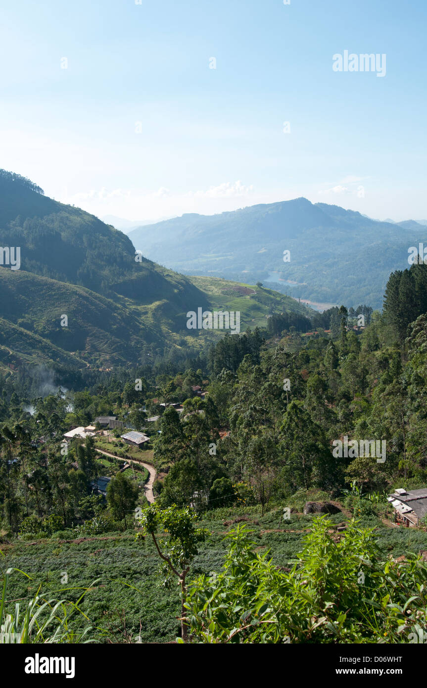 Luscious green tea plantations and surrounding mountains Nuwara Eliya Sri Lanka Stock Photo