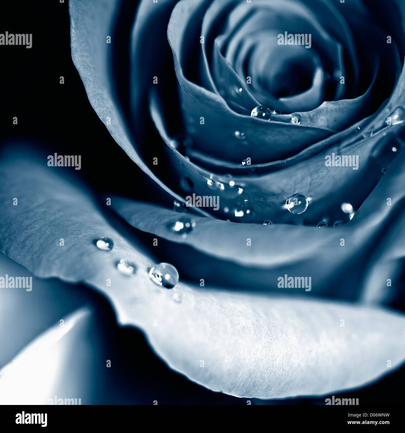 Beautiful blue rose with droplets. Selective focus Stock Photo - Alamy