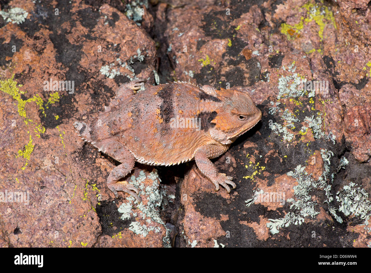 Greater Short-horned Lizard Phrynosoma hernandesi Huachuca Mountains, Cochise County, Arizona, United States 4 October Stock Photo