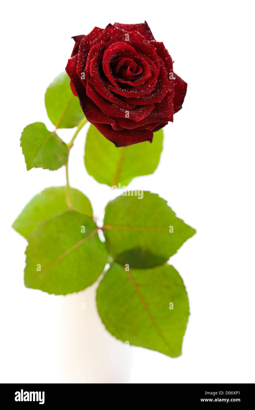 red rose with water droplets on white background Stock Photo - Alamy