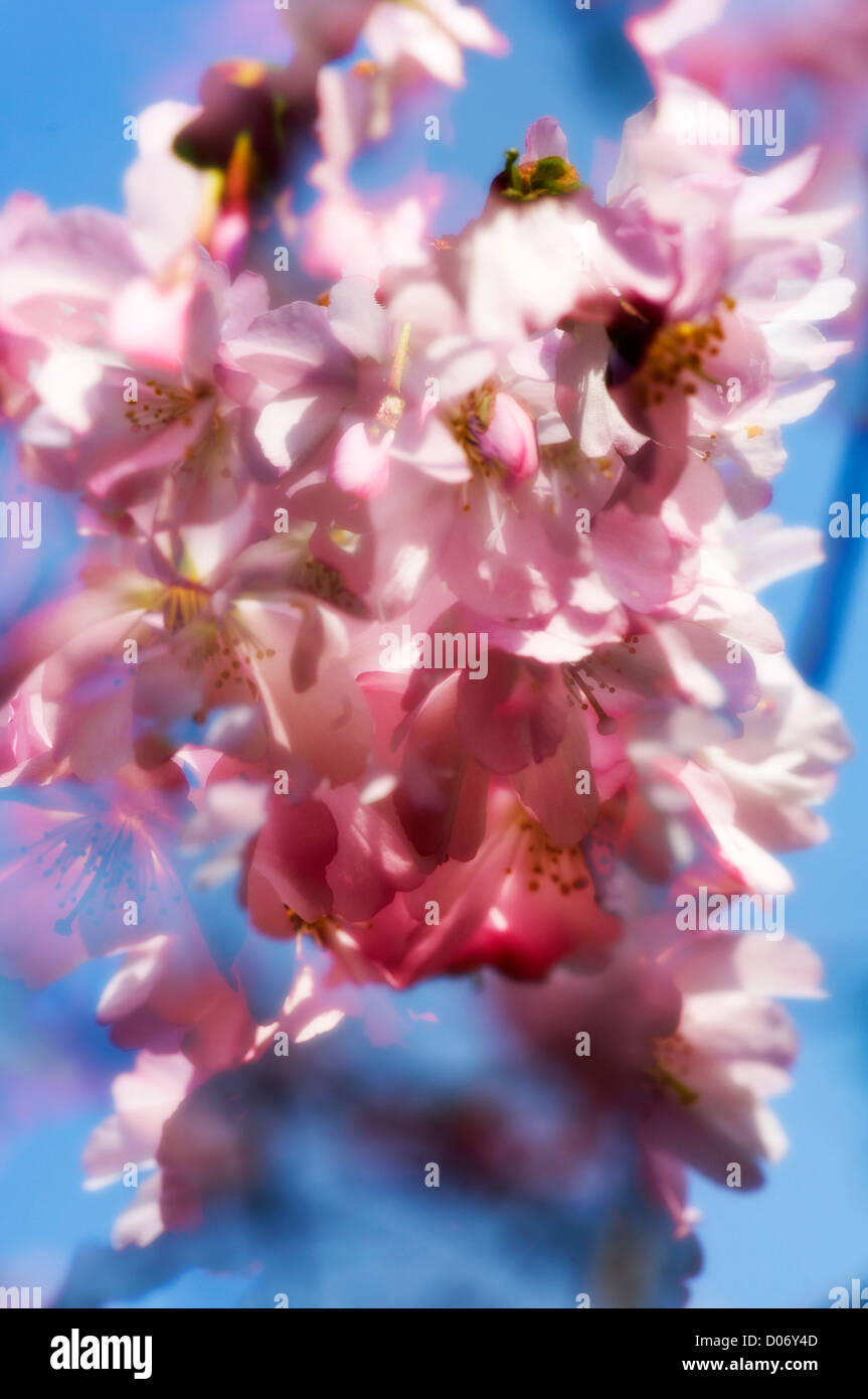 Cherry Blossom in a digital art composite Stock Photo