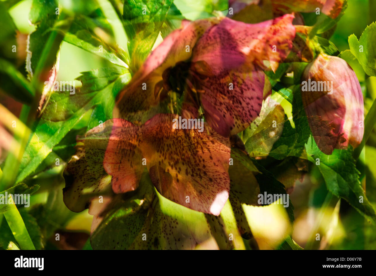 Hellebores in a digital art composite Stock Photo