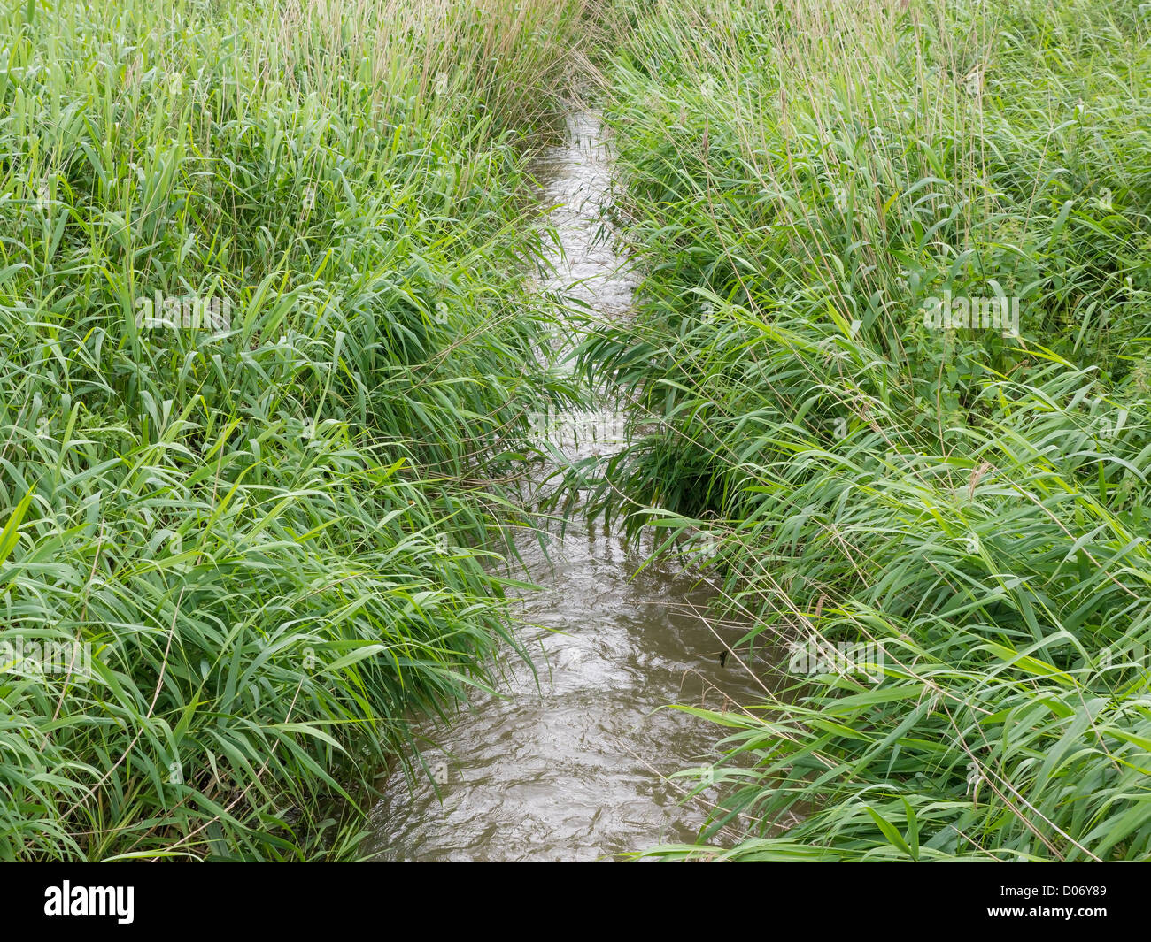A small stream flowing through a reed bed (Phragmites australis) after
