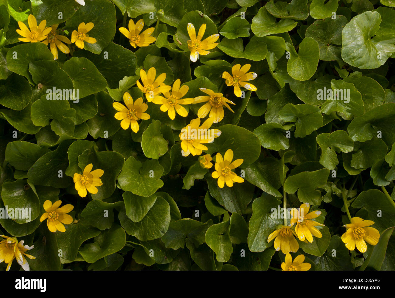 Lesser Celandine as Ficaria verna subsp chrysocephalus; Omalos plateau, Crete, Greece. Stock Photo
