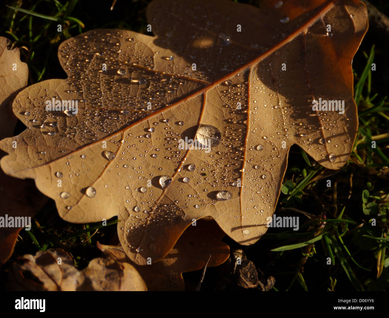 Autumn - Fallen oak leaf covered in water droplets lying on grass ...