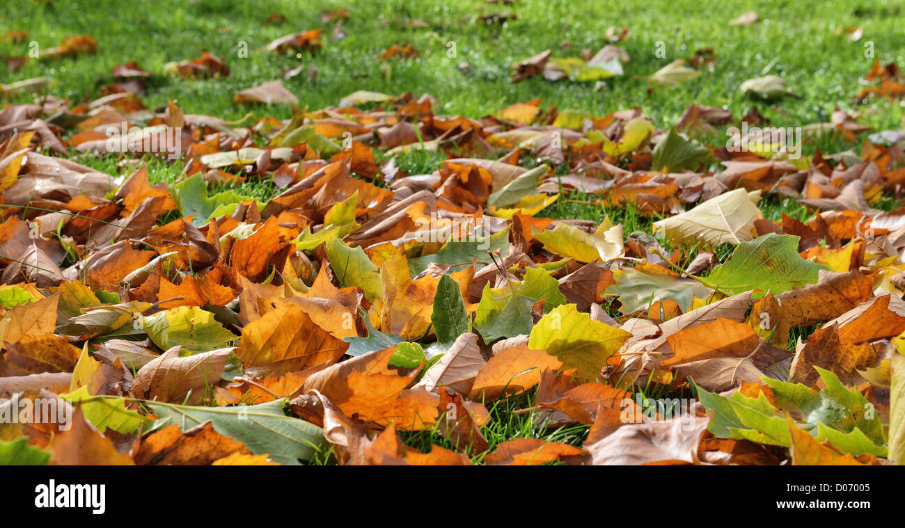 Tree leaves sycamore hi-res stock photography and images - Alamy