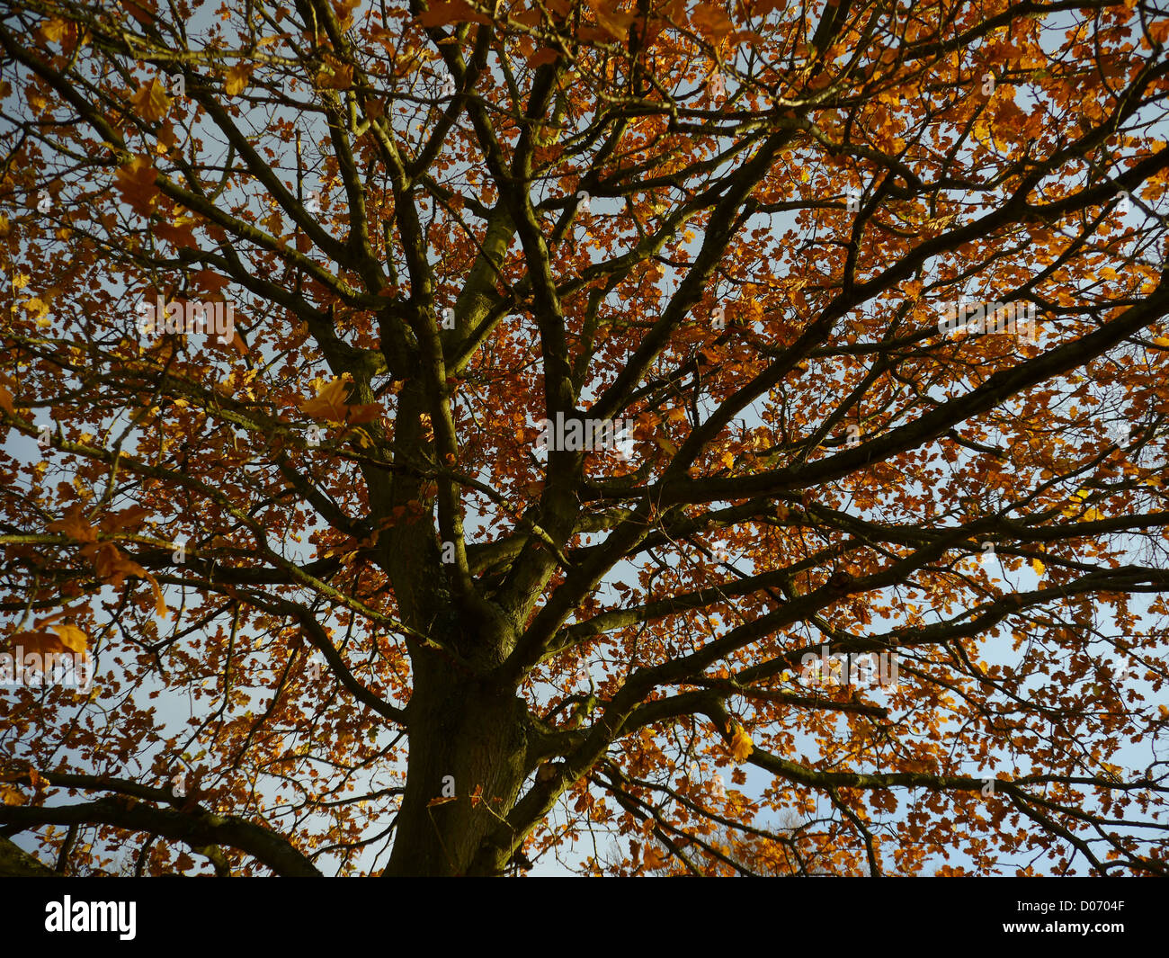Autumnal tree crown, Chatsworth House, Bakewell, Derbyshire, England, UK. Colour Stock Photo