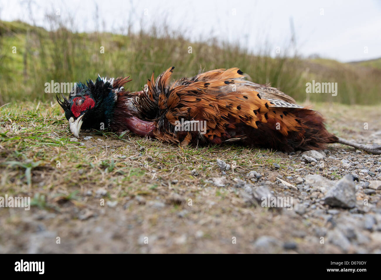cock dead picture Ann curry pussy