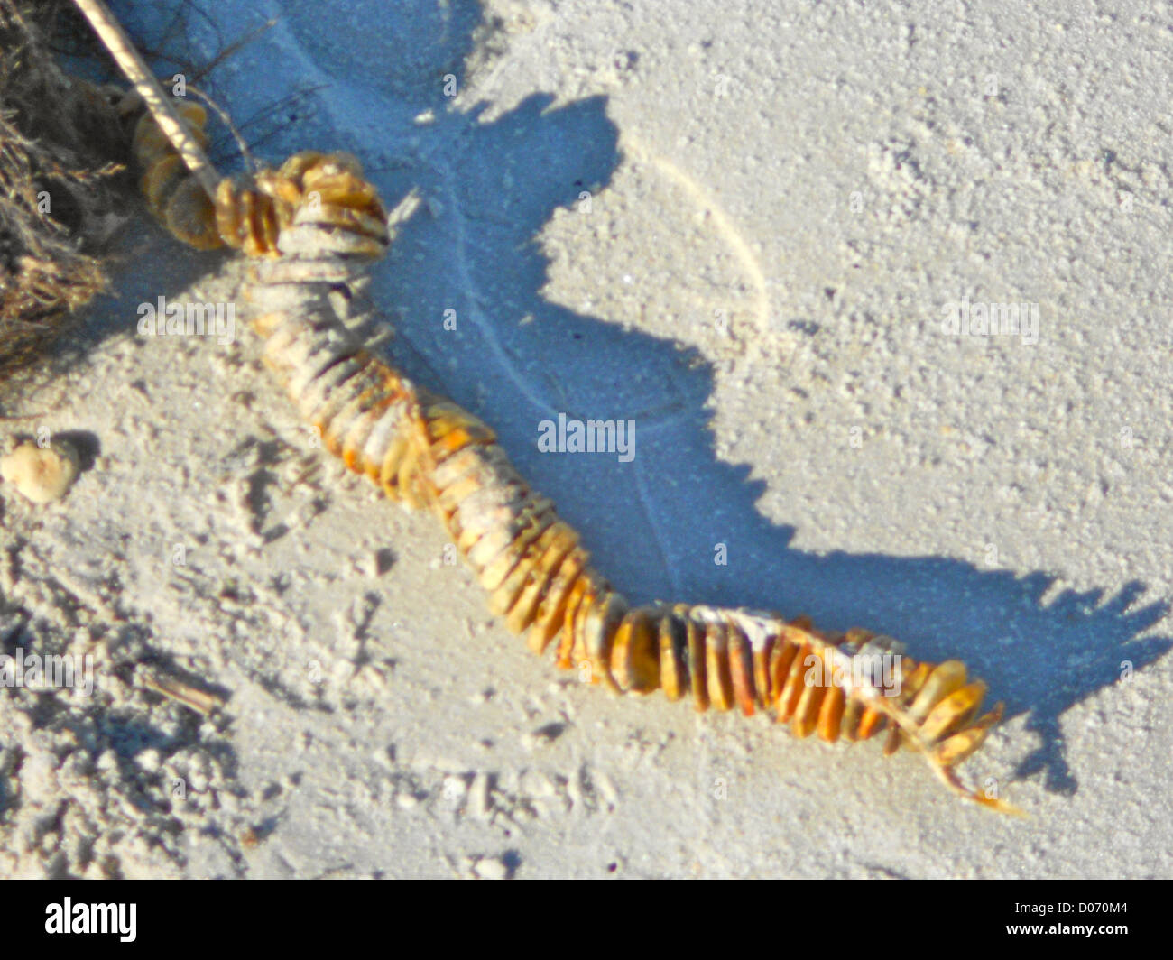 Horseshoe crab eggs on the beach in Villas, New Jersey on Delaware Bay