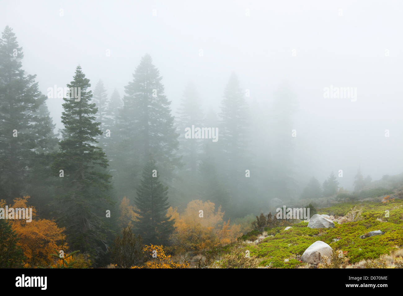 fog on meadow Stock Photo - Alamy