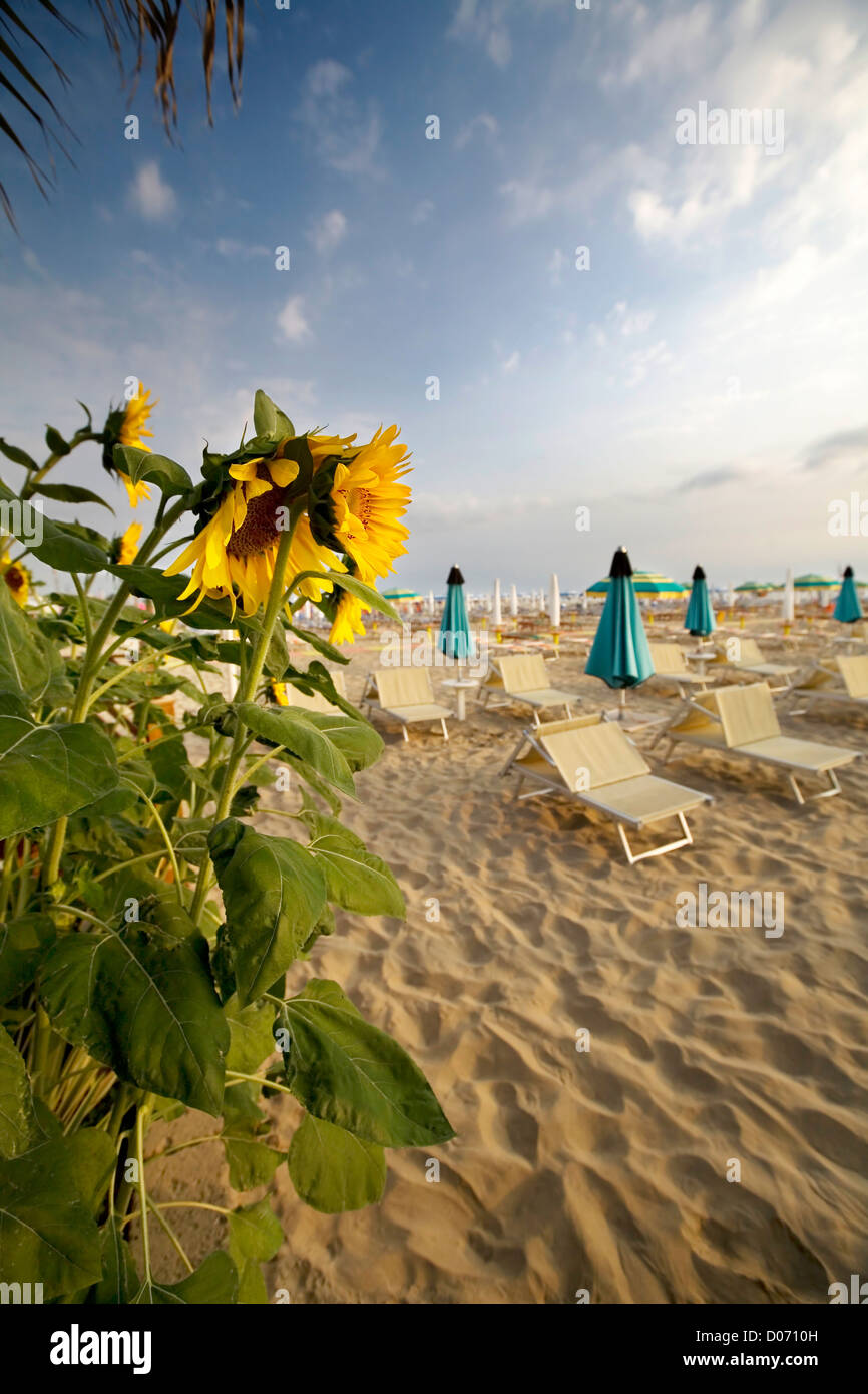 Sunflowers and beautiful beach in Rimini (Italy Stock Photo - Alamy