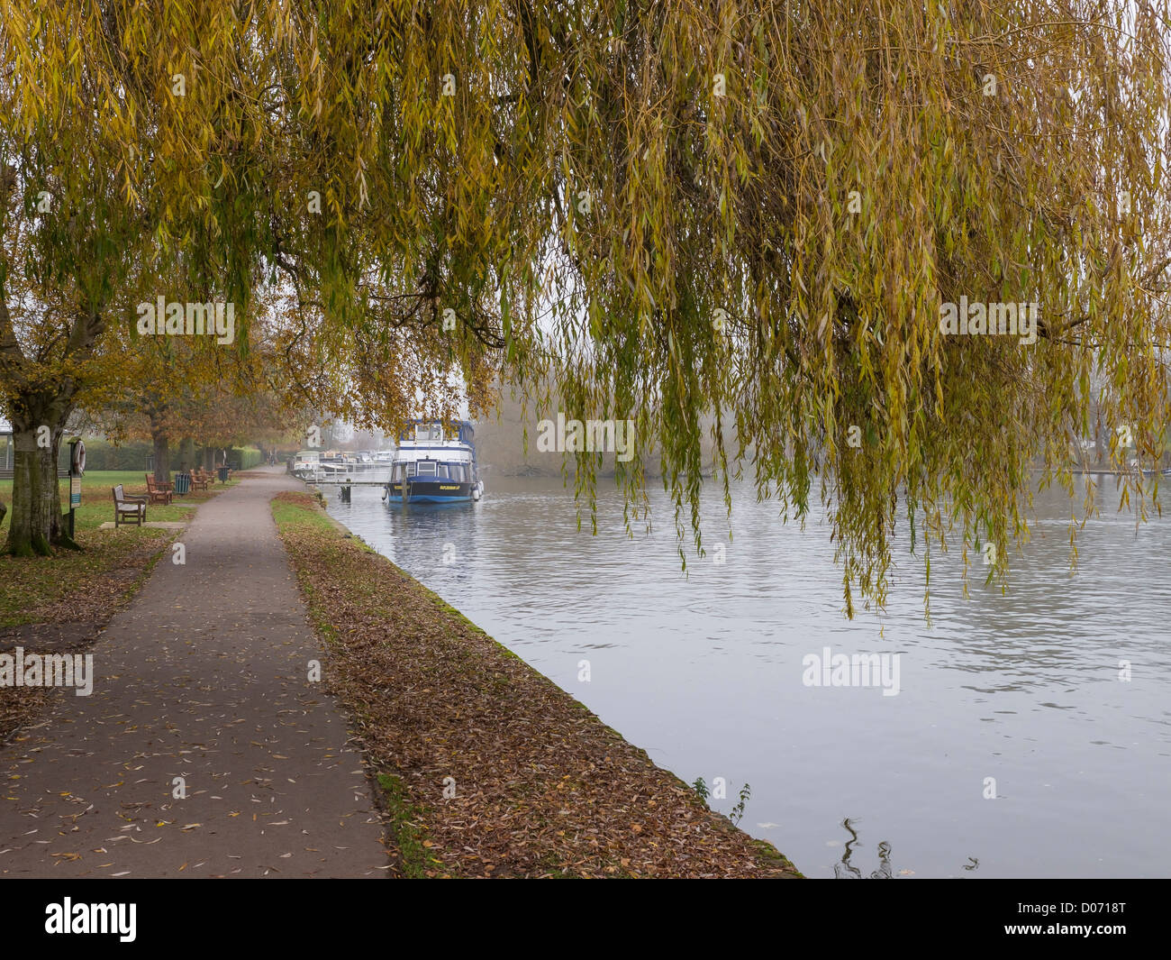 A willow tree in autumn by the River Thames at HenleyonThames on a