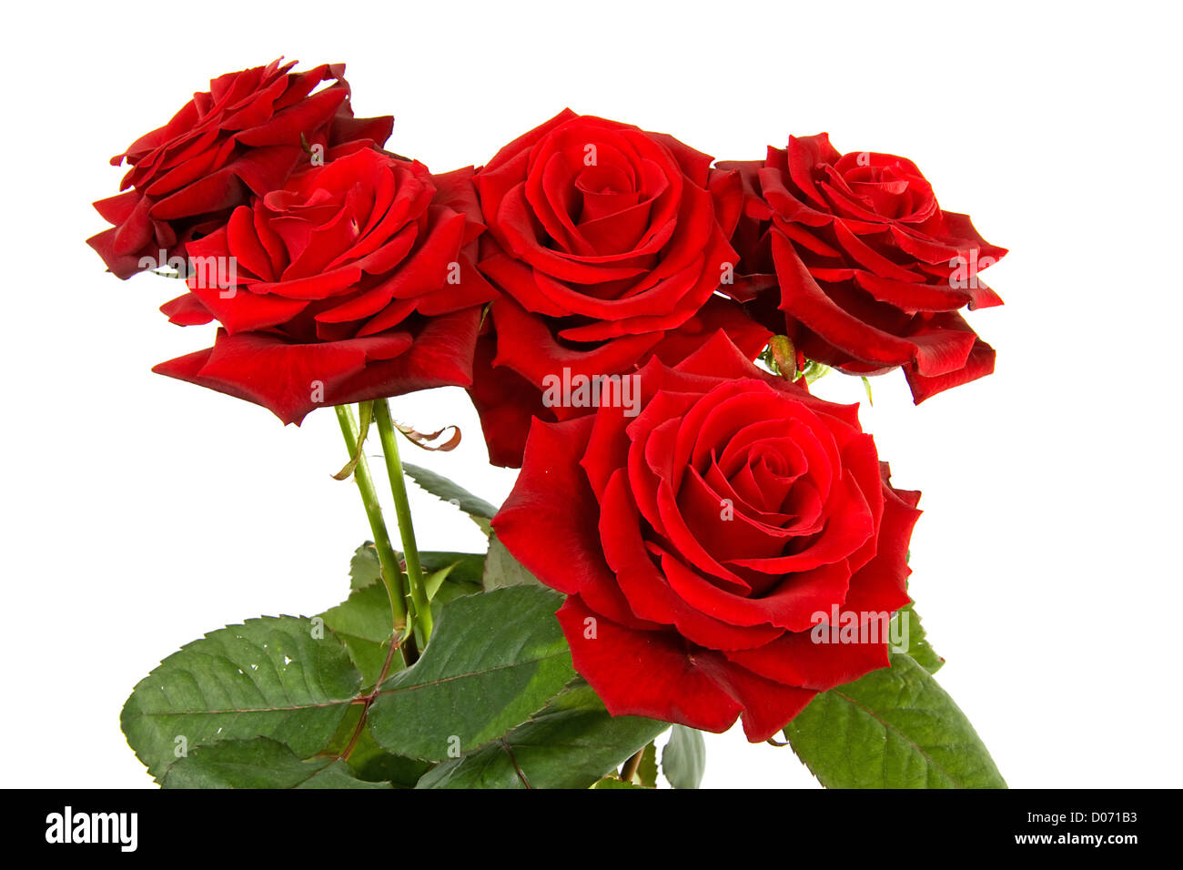 bouquet of red roses isolated on white background Stock Photo - Alamy