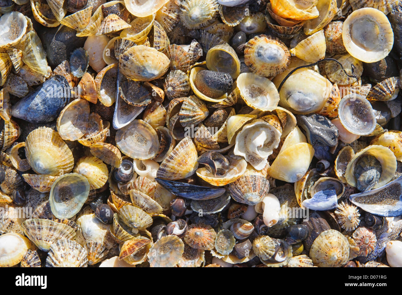 Limpet and mussel shells on a beach in Scotland. Stock Photo