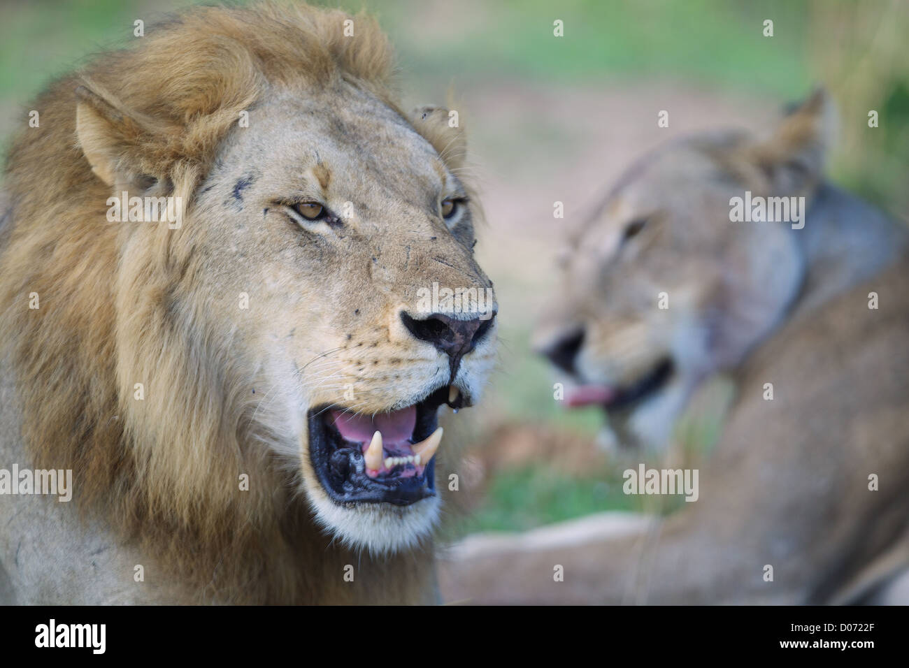 Male and female African Lion   Panthera leo  in Mikumi Game reserve . Southern Tanzania. Stock Photo
