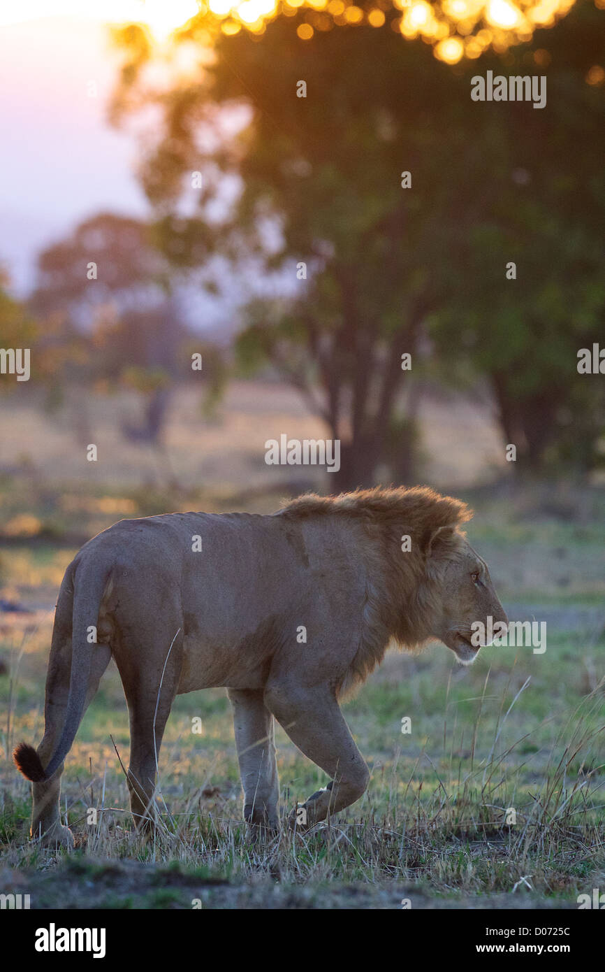 Male African Lion   Panthera leo  in Mikumi Game reserve . Southern Tanzania. Stock Photo