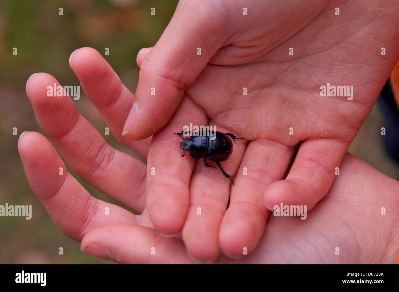 10 year old boy holding a dung beetle. Stock Photo