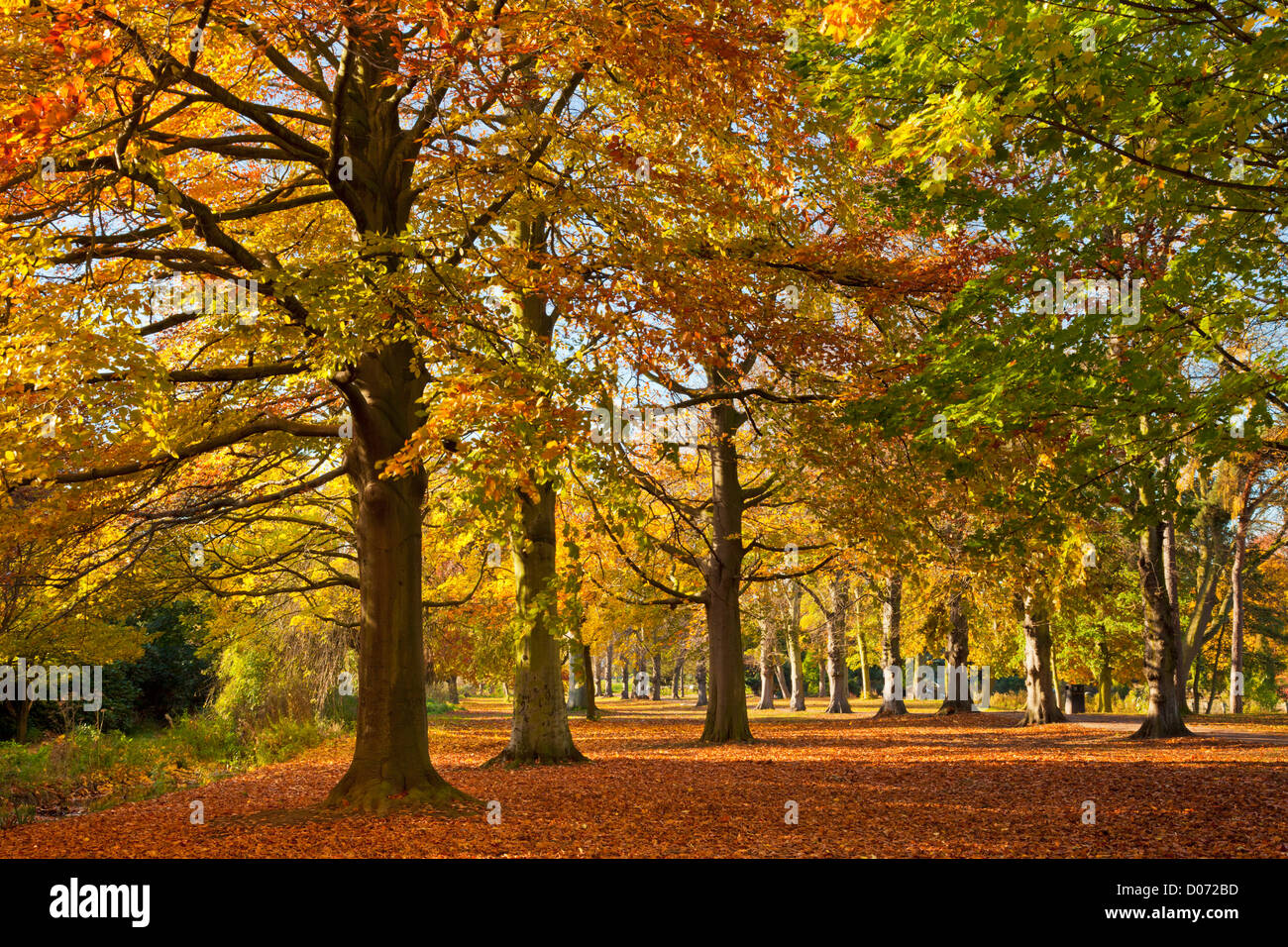 Autumn leaves on the ground  with Autumn Tree Colours Autumn colours Highfields Park  University Park, Nottingham, England, UK, GB ,Europe Stock Photo
