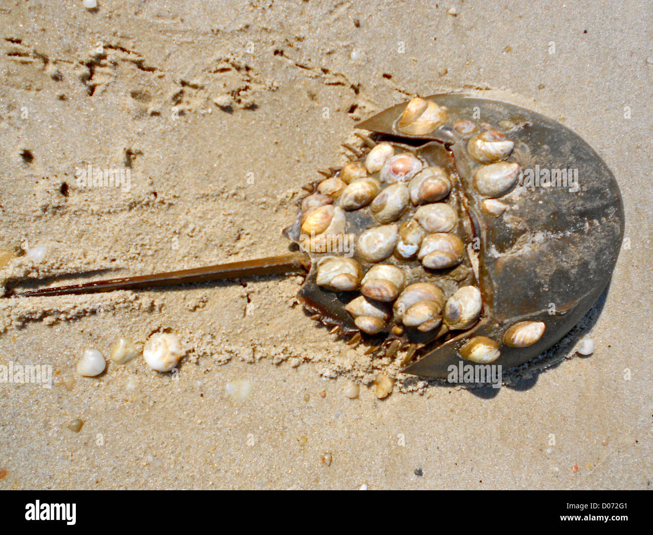 Horseshoe crab with snails (Crepidula) attached to its shell. Photo