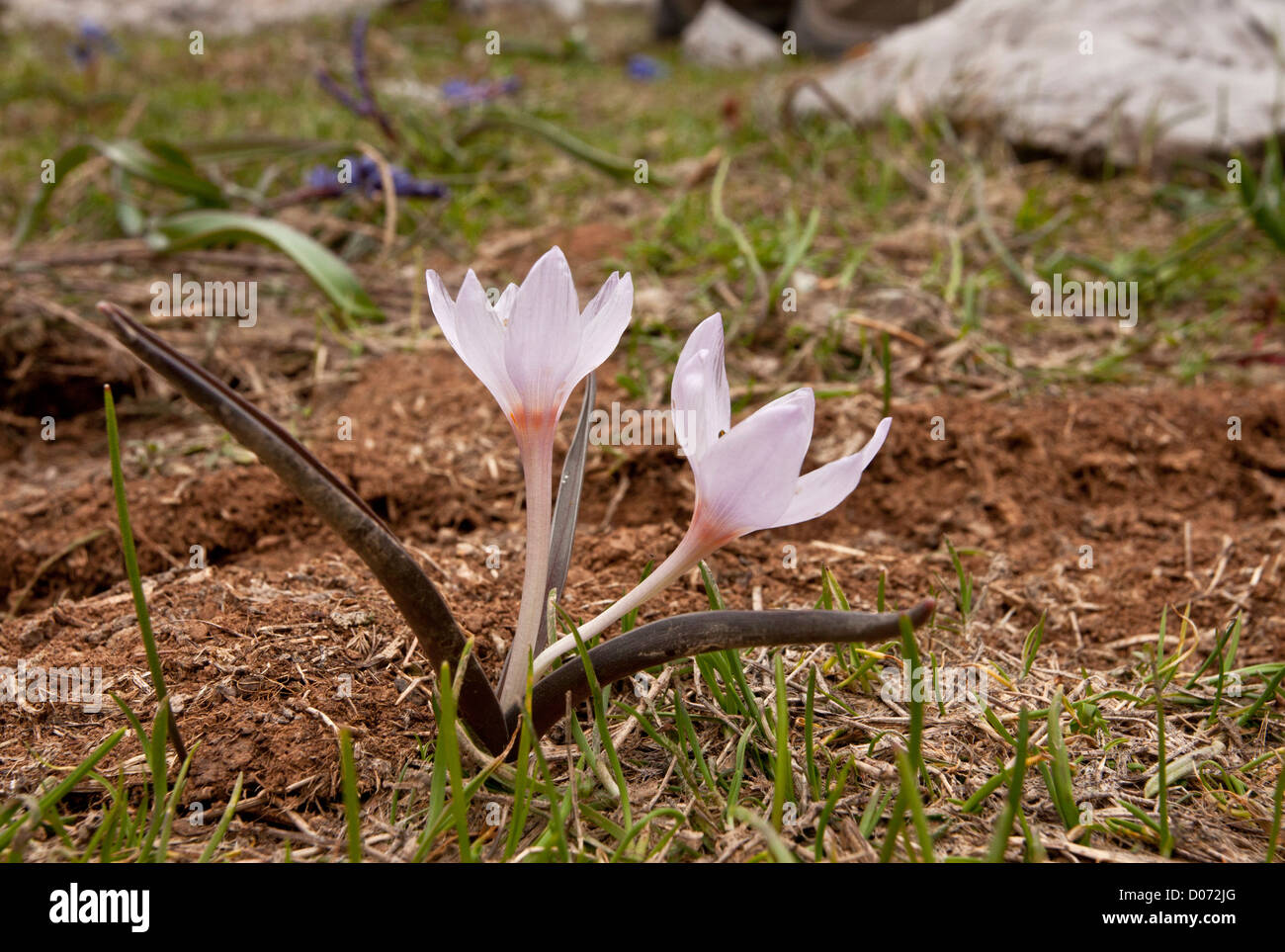 Spring-flowering three-leaved colchicum, Colchicum triphyllum on Mount Parnassus, Greece. Stock Photo