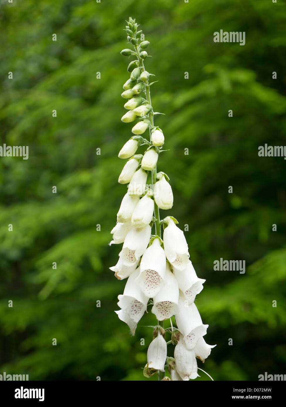 A wild white foxglove (Digitalis purpurea albiflora) flower spire