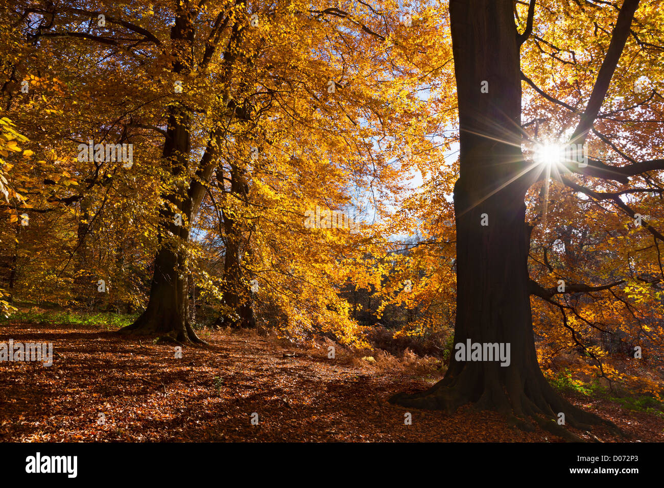 Autumn Trees in Clumber Park, Nottingham, Nottinghamshire, England, UK, EU, Europe Stock Photo