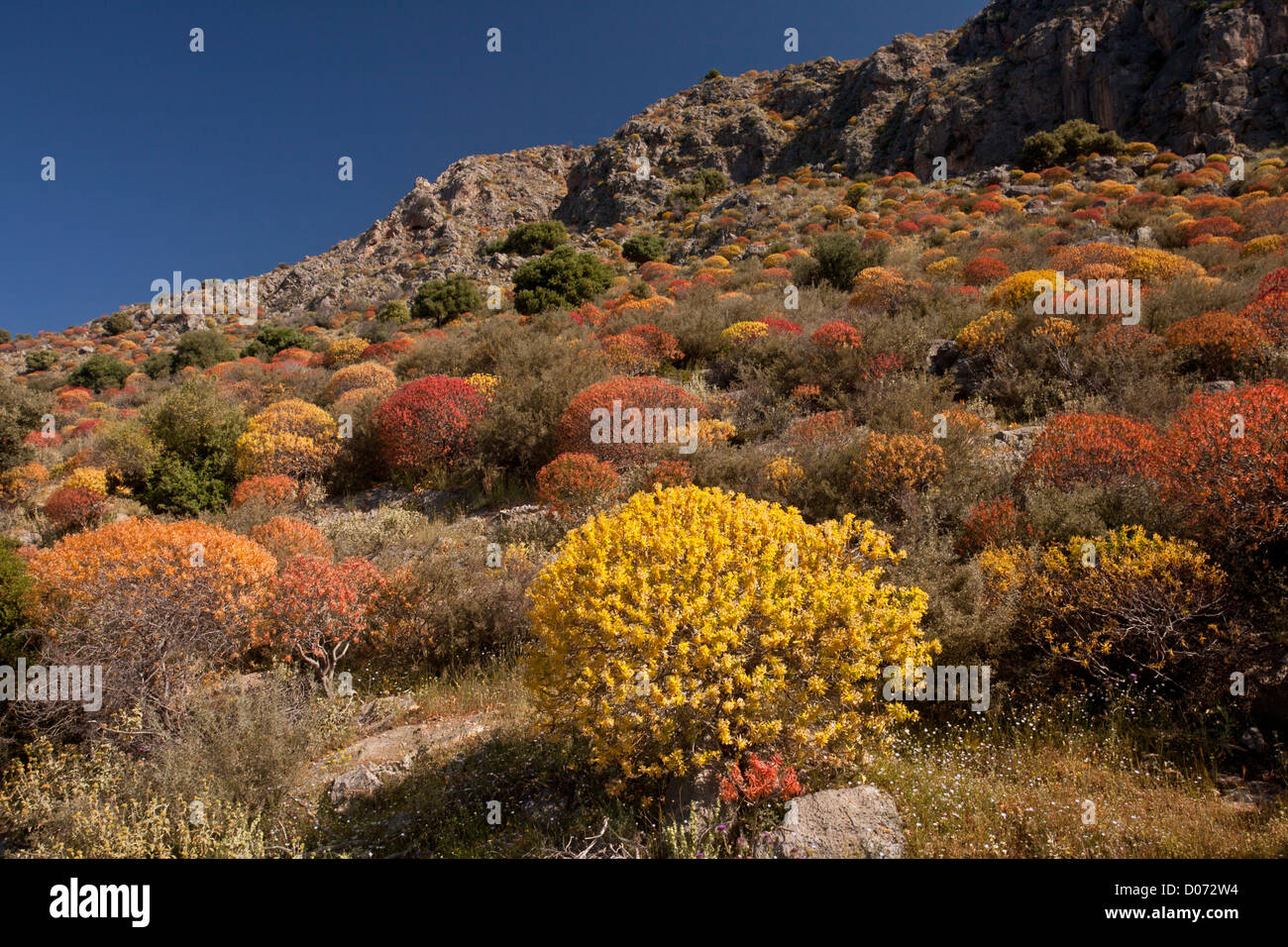 South-facing hillside covered with tree spurge, Euphorbia dendroides, beginning to show 'autumn' colour. Gulf of Itea, Greece. Stock Photo