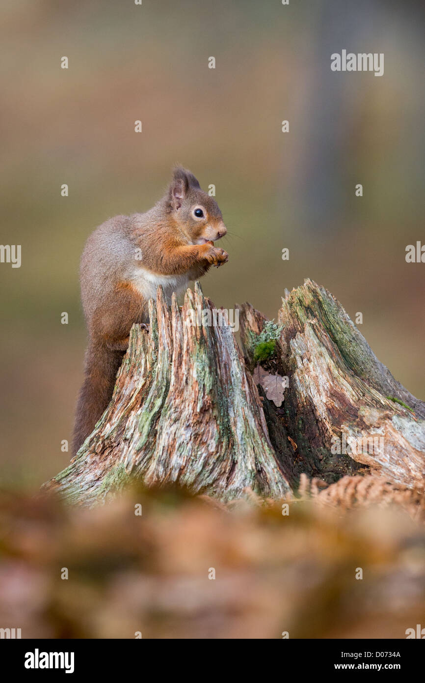 Red Squirrel Sciurus Vulgaris sitting on tree stump feeding, Autumn, Scotland, UK Stock Photo