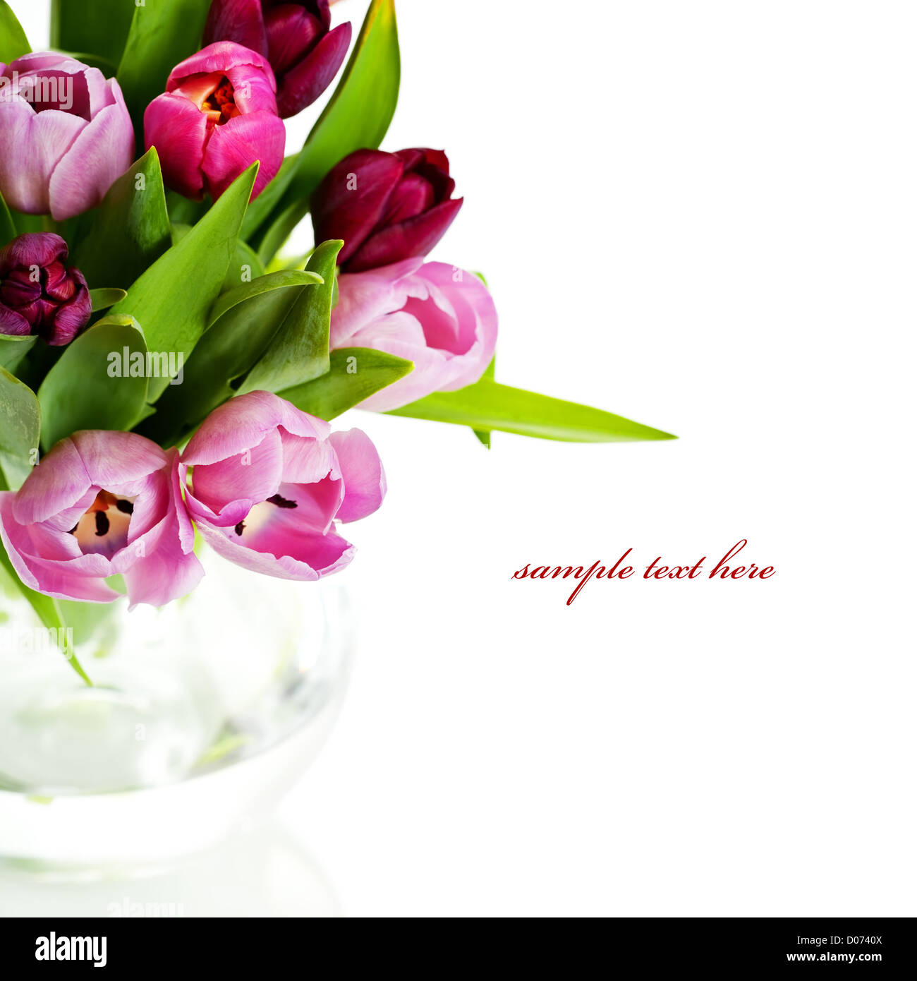Pink tulips on white background. With sample text Stock Photo - Alamy