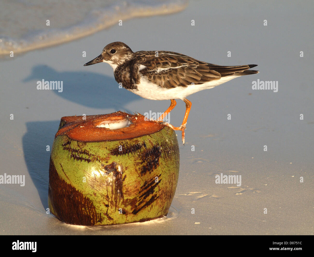 A ruddy turnstone in winter plumage forages on a coconut on the shore of Cayo Guillermo in Cuba Stock Photo