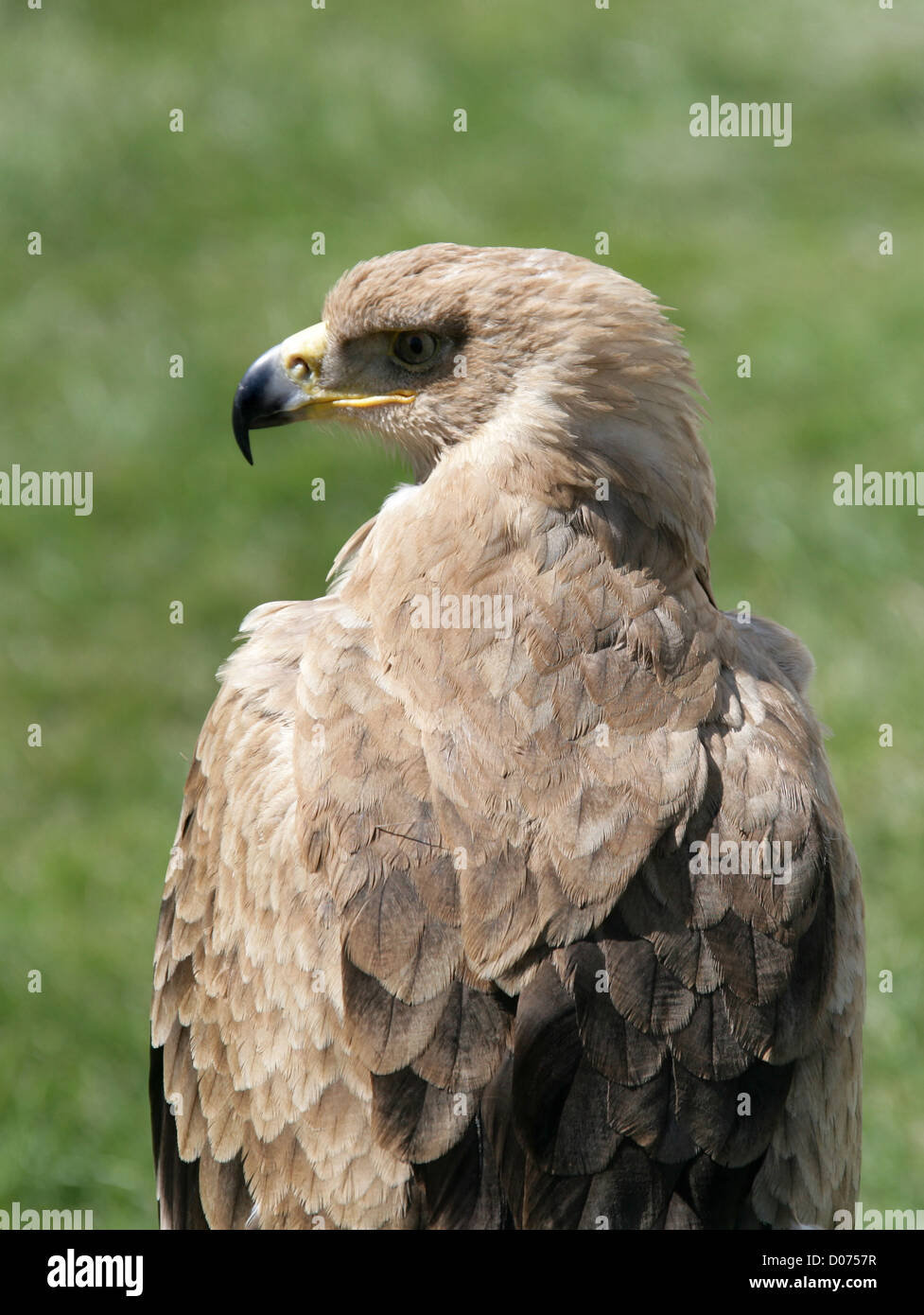 Tawny Eagle, Aquila rapax, Accipitridae. Africa and South West Asia. Stock Photo
