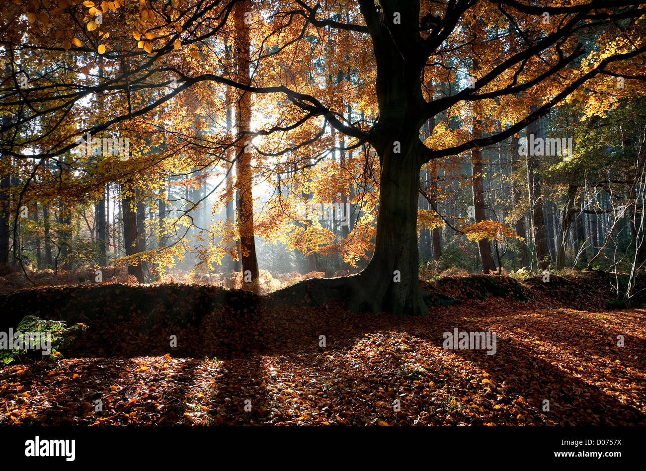 Beech tree silhouette hi-res stock photography and images - Alamy