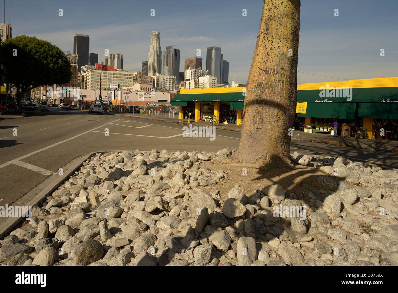 los angeles stones street tree Stock Photo Alamy