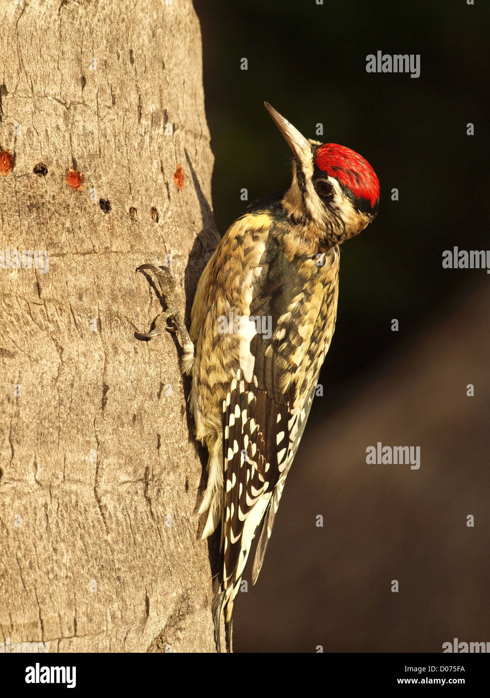 Yellow-Bellied sapsucker (Sphyrapicus varius) making new holes in coconut palm trunk to extract sap for food and attract insects to supplement diet Stock Photo