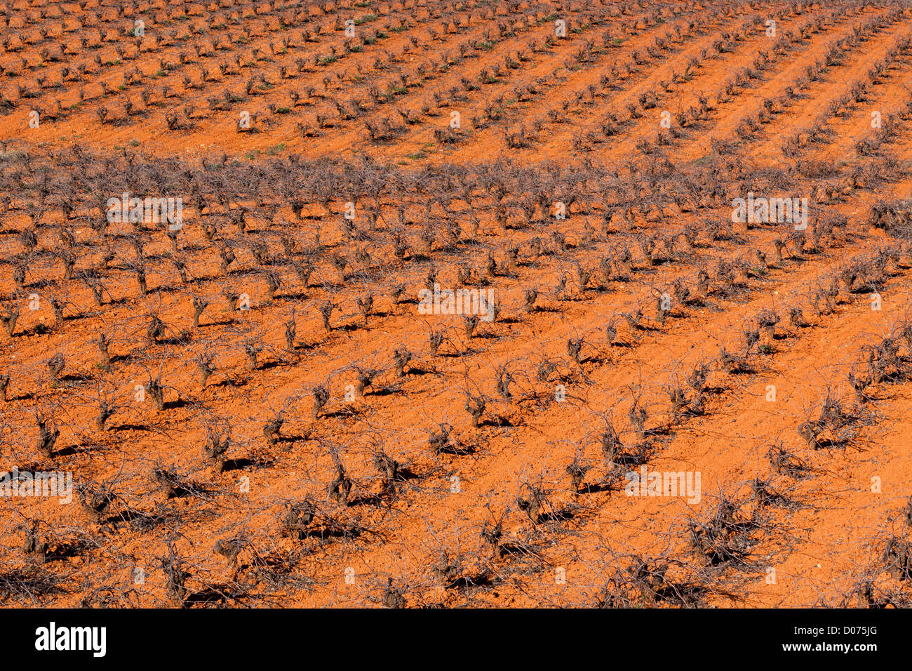 Typical vineyard in Castilla La Mancha, Spain at winter Stock Photo