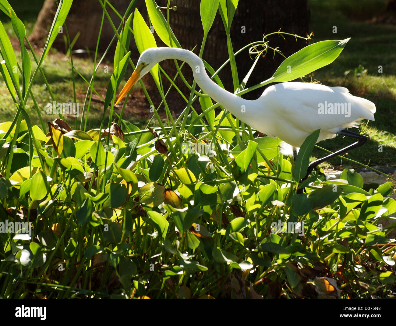 Waterside Vegetation High Resolution Stock Photography and Images - Alamy
