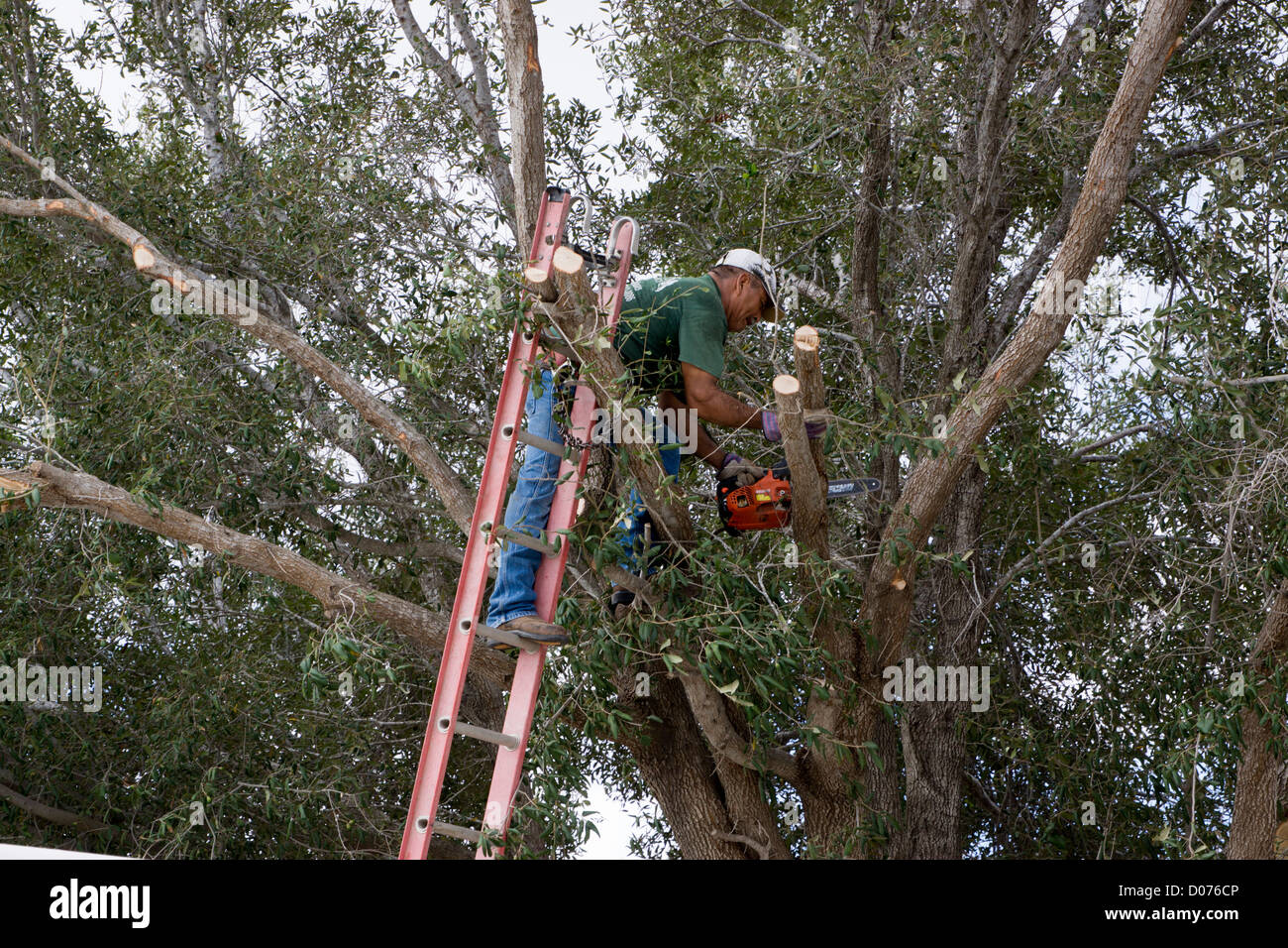 Tree trimmer pruning an oak tree Stock Photo Alamy